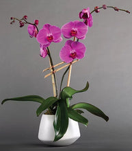 Load image into Gallery viewer, Double Orchid