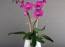 Load image into Gallery viewer, Double Orchid