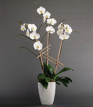 Load image into Gallery viewer, Triple Orchid