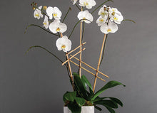 Load image into Gallery viewer, Triple Orchid