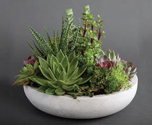 Load image into Gallery viewer, Zen Garden