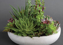 Load image into Gallery viewer, Zen Garden